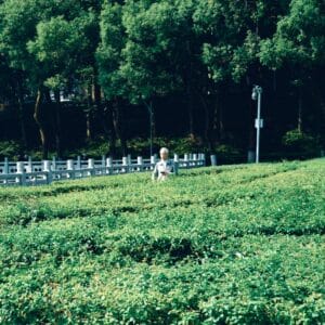 Elderly man walking through a serene green field with a backdrop of lush trees in daylight.